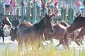 ponypenning12-68