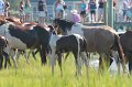 ponypenning12-70