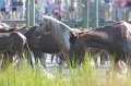 ponypenning12-72