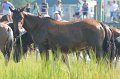 ponypenning12-73