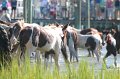 ponypenning12-75