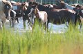 ponypenning12-76