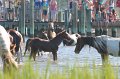 ponypenning12-79