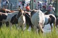 ponypenning12-80