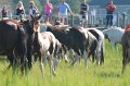 ponypenning12-87