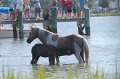 ponypenning12-88