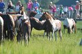 ponypenning12-90
