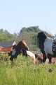 ponypenning12-93