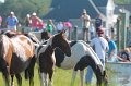 ponypenning12-94