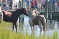 ponypenning12-97