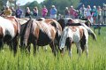 ponypenning12-99
